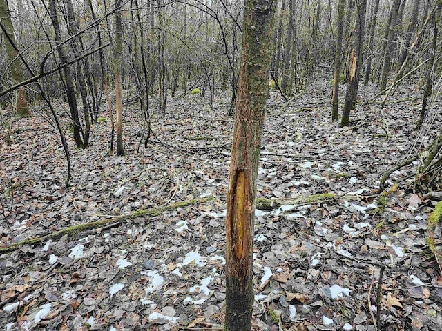 view of local wilderness