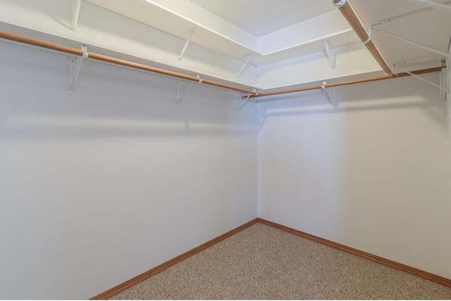 spacious closet with carpet flooring