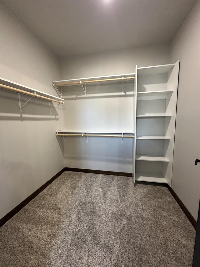 walk in closet with carpet floors