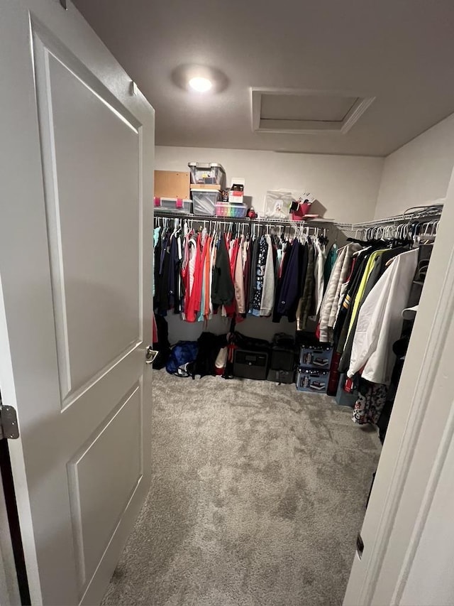 walk in closet with attic access and carpet flooring