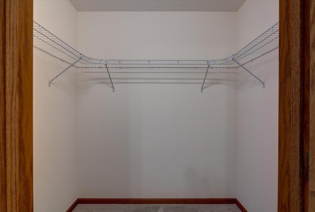 spacious closet featuring carpet flooring