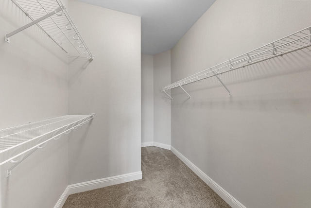 walk in closet featuring carpet