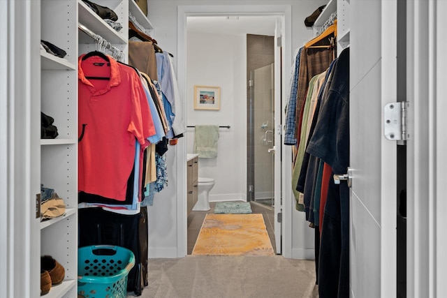 walk in closet featuring carpet flooring