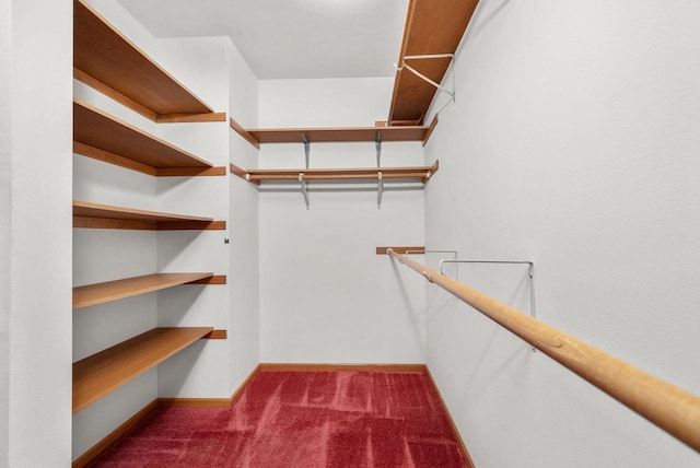 spacious closet with carpet