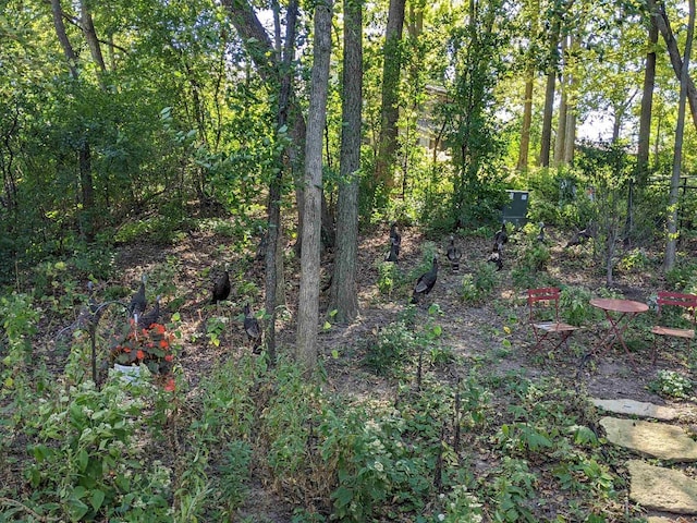 view of local wilderness with a wooded view