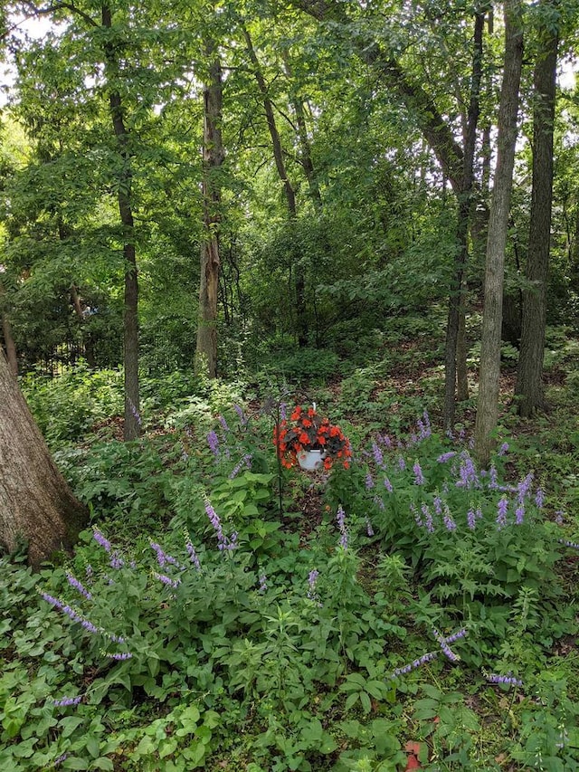 view of nature featuring a view of trees