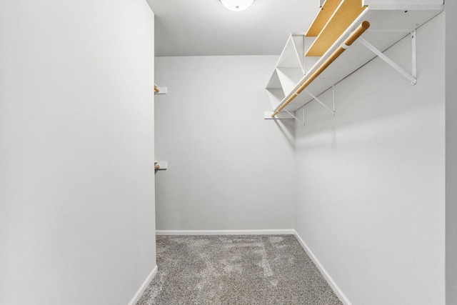 spacious closet featuring carpet