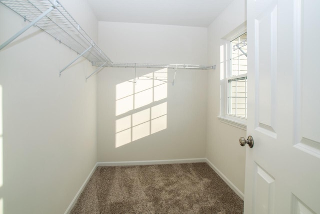 walk in closet featuring carpet floors