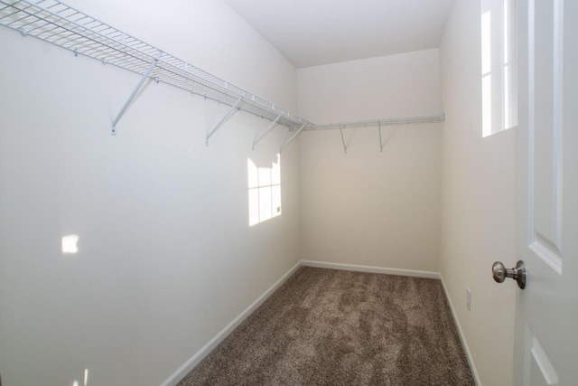 walk in closet with carpet flooring