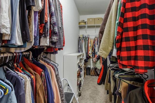 walk in closet with carpet floors