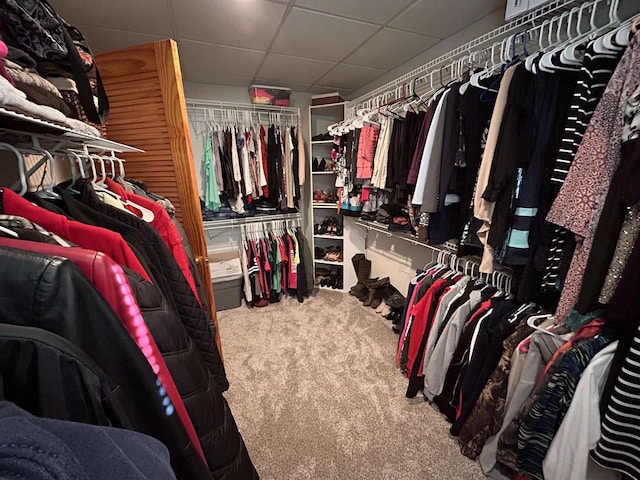 spacious closet featuring carpet floors and a paneled ceiling