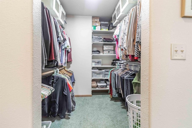 walk in closet featuring carpet flooring