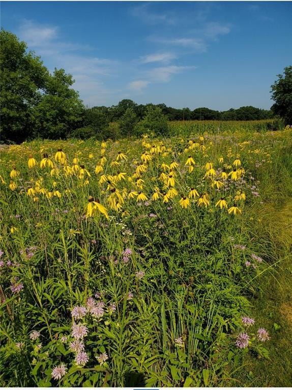 view of local wilderness