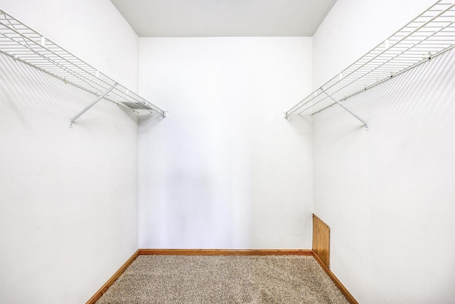 walk in closet featuring carpet flooring