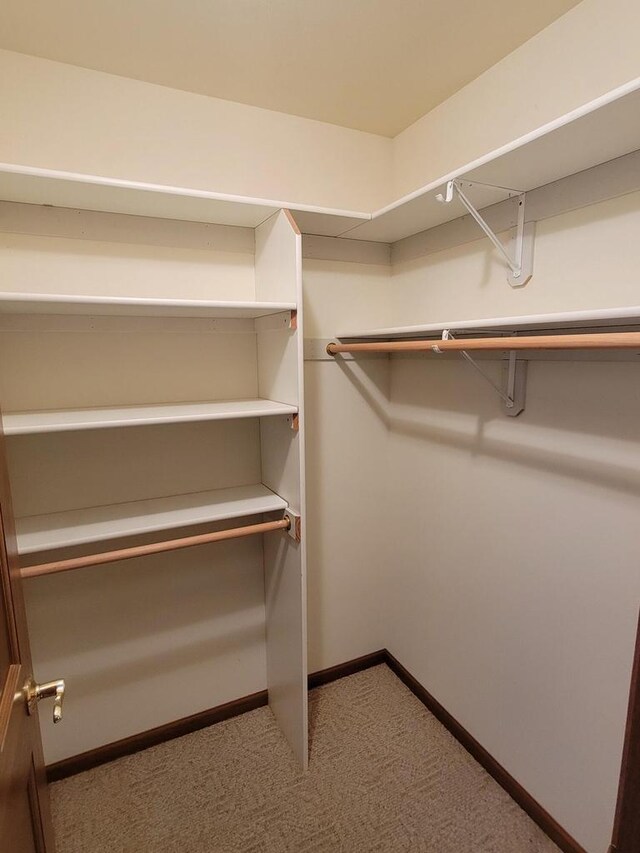 walk in closet with carpet floors