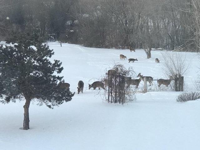 view of yard covered in snow