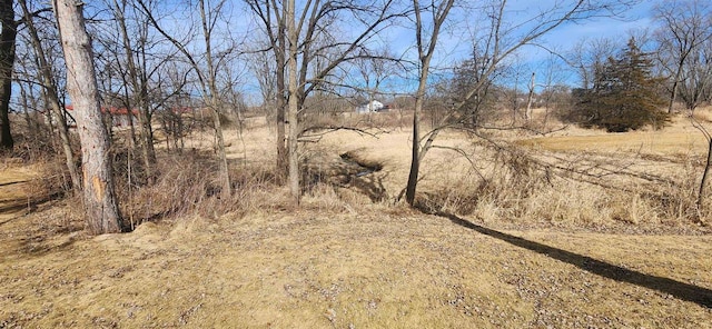 view of local wilderness