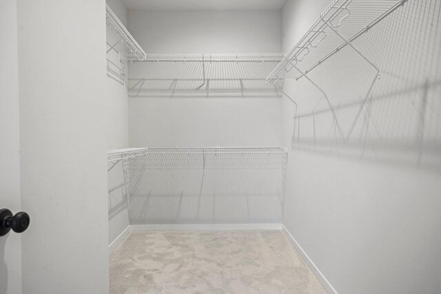 walk in closet featuring carpet flooring