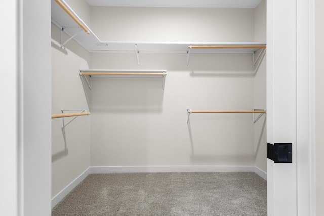 walk in closet with carpet flooring