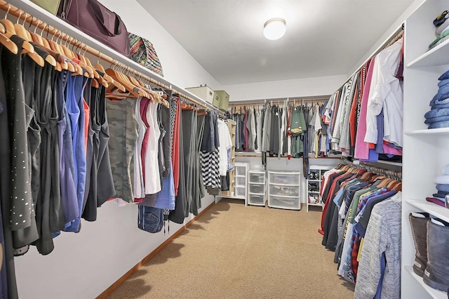 spacious closet featuring carpet