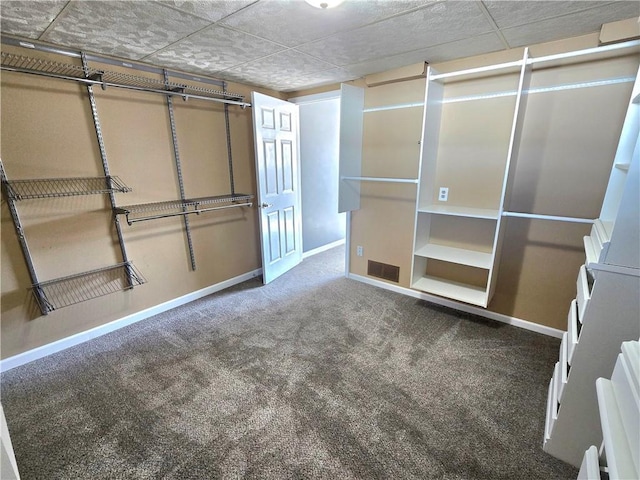 spacious closet with visible vents, a paneled ceiling, and carpet floors