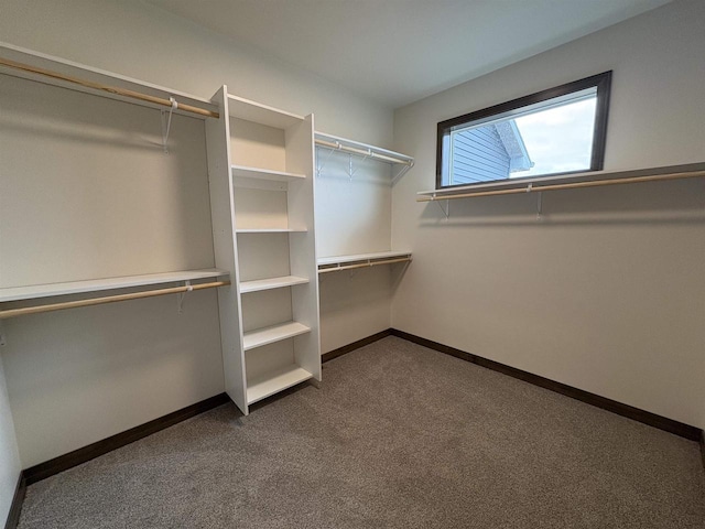 walk in closet featuring dark colored carpet