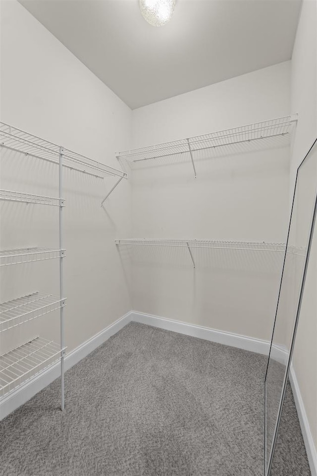 walk in closet featuring carpet floors