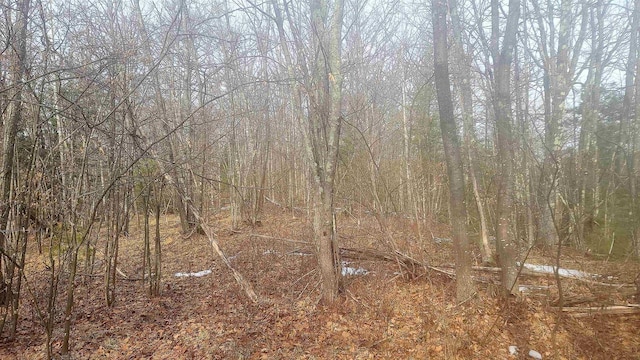 view of local wilderness featuring a view of trees