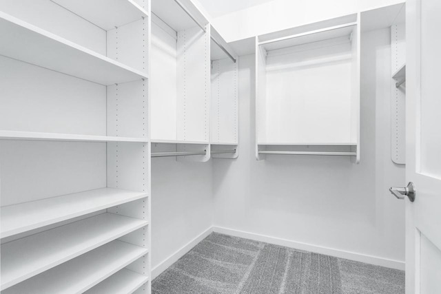 spacious closet featuring carpet floors