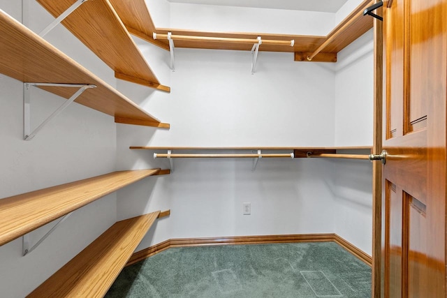 spacious closet featuring carpet floors