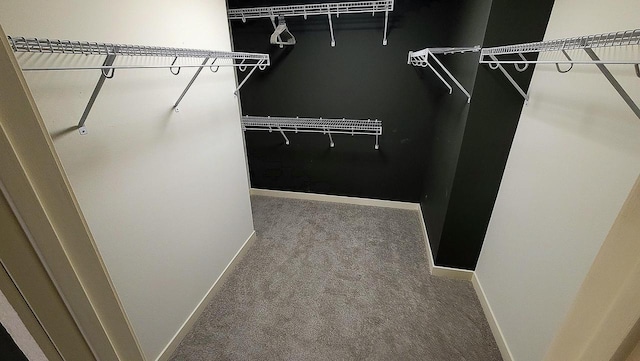 walk in closet with carpet floors