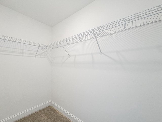 spacious closet featuring carpet floors