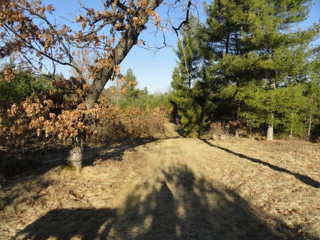 view of local wilderness