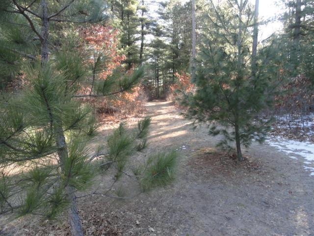 view of local wilderness