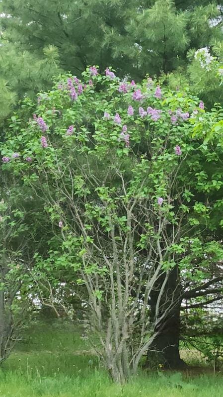 1690 Kestrel Ln, Blue Mounds, WI 53517 - view of nature