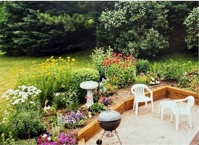 view of yard featuring a patio area