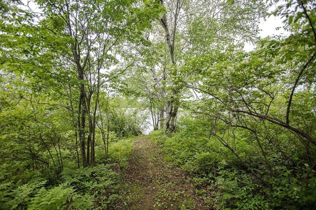 6009 W Dobbert Rd, Winter, WI 54896 - view of landscape featuring a forest view