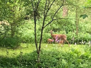 149 Oakwood Ave, Edgerton, WI 53534 - view of local wilderness featuring a forest view