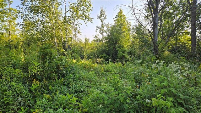 2984 Weirgor Rd, Exeland, WI 54835 - view of local wilderness featuring a forest view