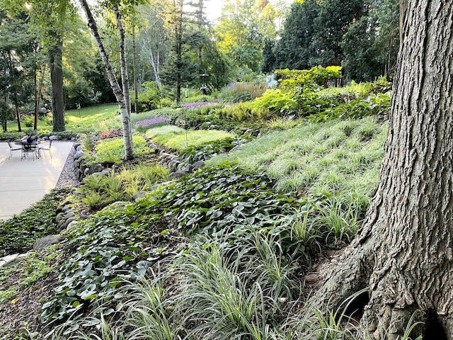 surrounding community featuring a patio
