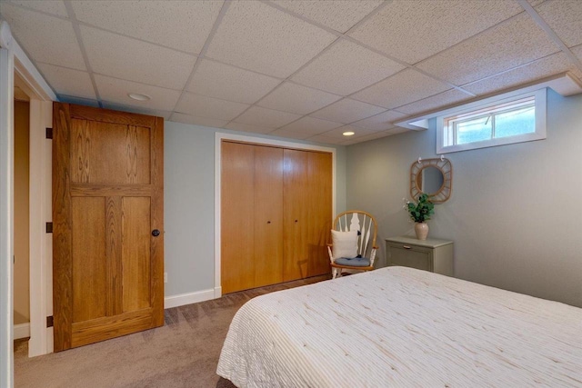 bedroom with a paneled ceiling, carpet floors, a closet, and baseboards