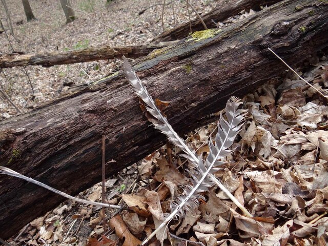 151.68/-ACRES Rattlesnake Rd, Cassville, WI 53806