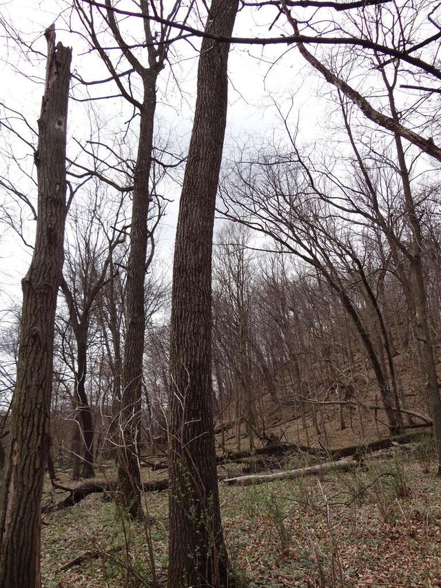 151.68/-ACRES Rattlesnake Rd, Cassville, WI 53806