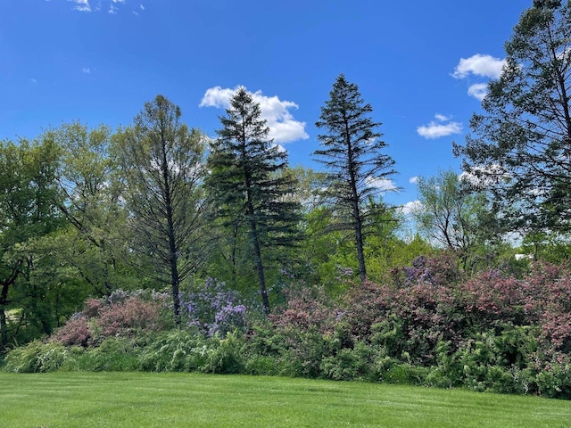 8226 Scott Rd, Cross Plains, WI 53528 - view of yard with a wooded view