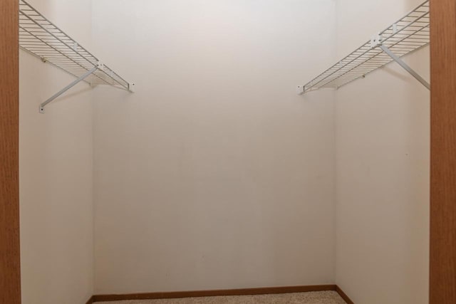 walk in closet featuring carpet flooring
