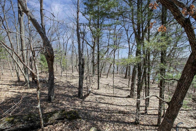 view of local wilderness