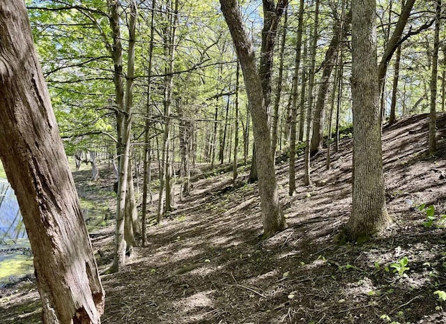 view of local wilderness