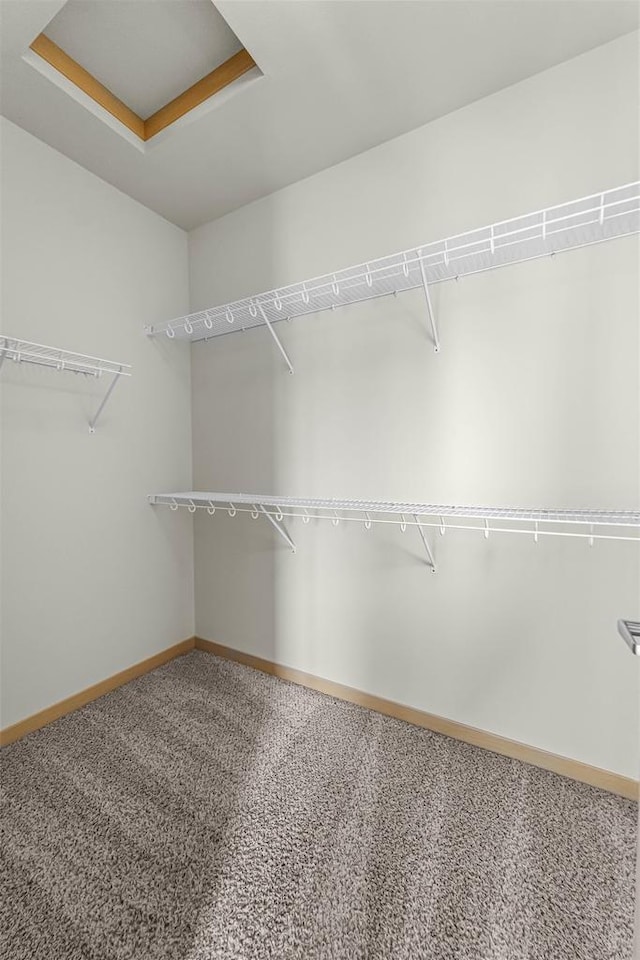 spacious closet featuring carpet flooring
