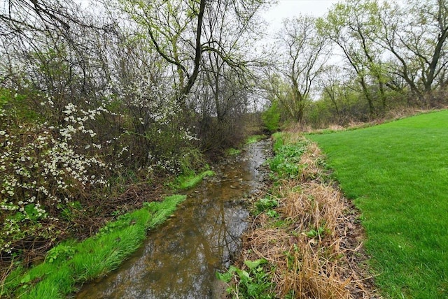 view of local wilderness