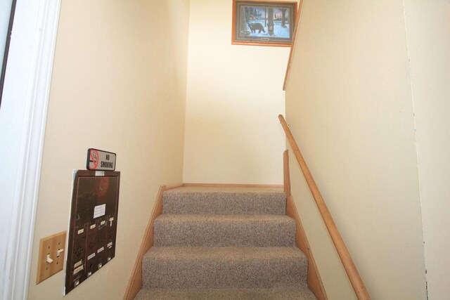 stairway featuring carpet floors